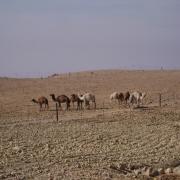 On the road in Jordania