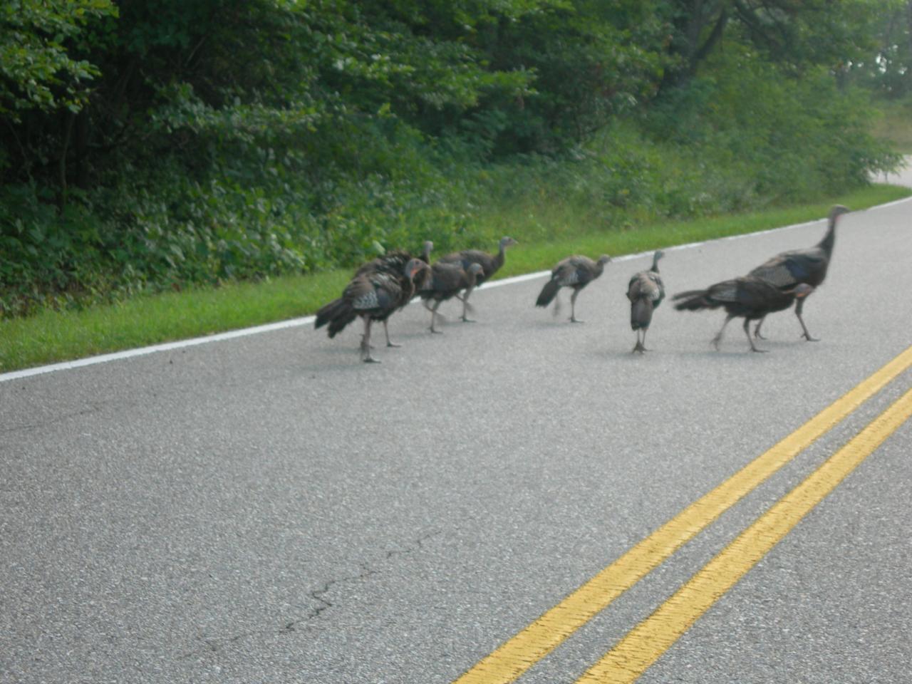 Shenandoah National Park : la Skyline Drive