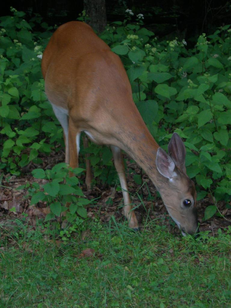Shenandoah National Park