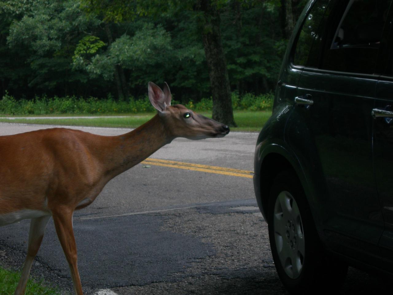 Shenandoah National Park : la Skyline Drive